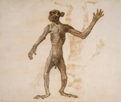 Scimmia in piedi, vista anteriore da George Stubbs